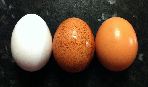 نگهداری تخم مرغ و رنگ پوست