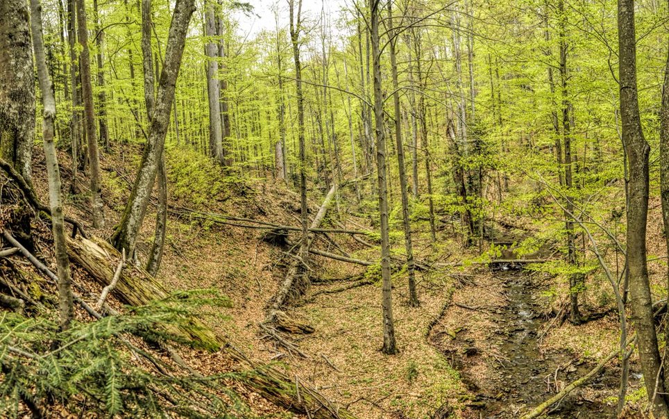 جنگل راش Carpathians در لیست نامزدهای میراث جهانی یونسکو