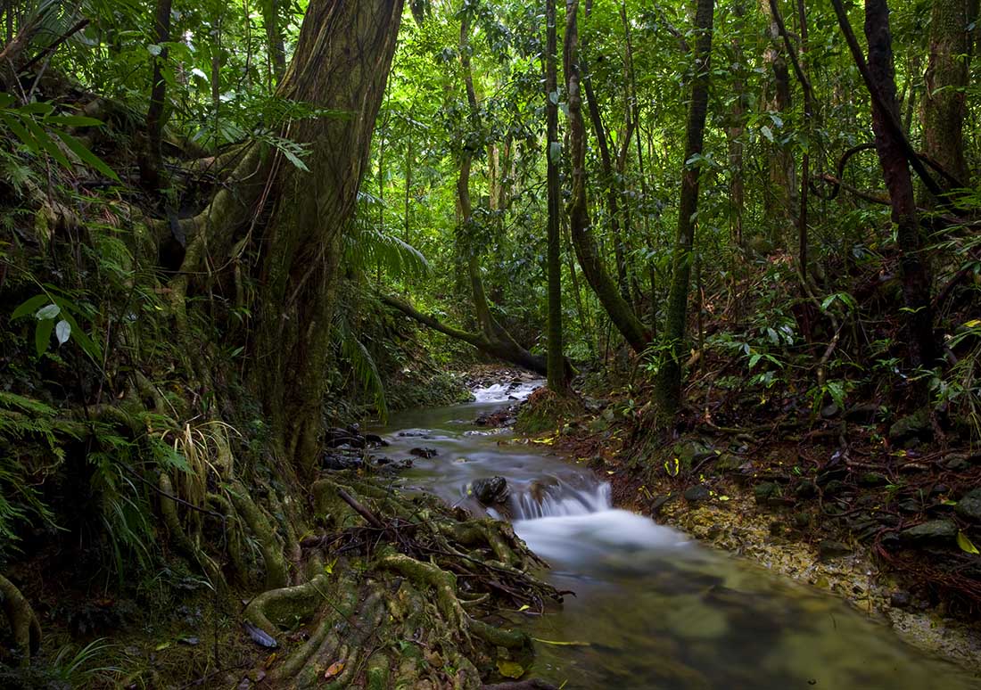  جنگل Daintree در استرالیا