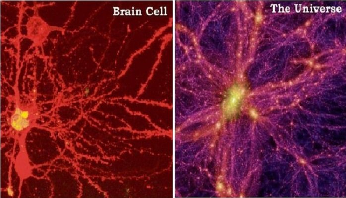 مغز و ساختار جهان