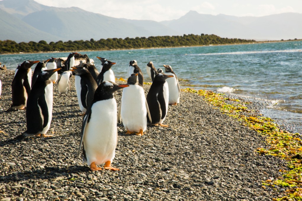 پنگوئن‌ها و جزیره مارتیلو