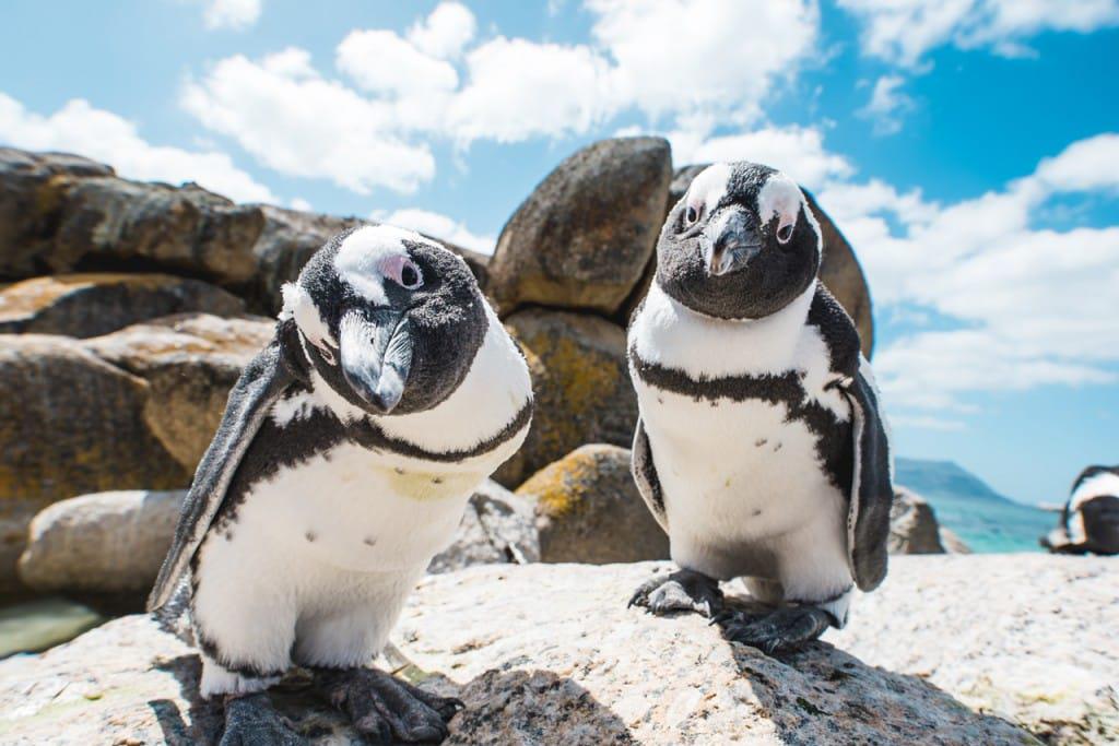 پنگوئن‌ها