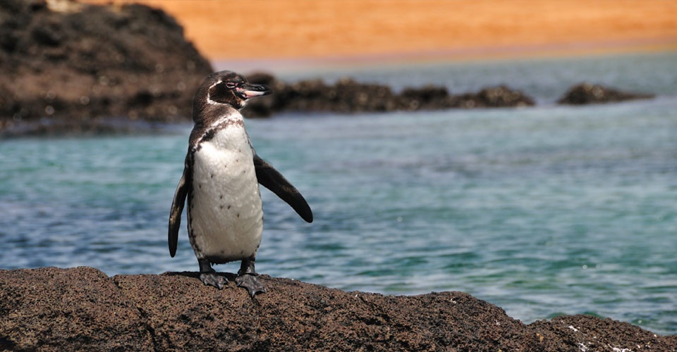 پنگوئن‌ها و جزایر گالاپاگوس