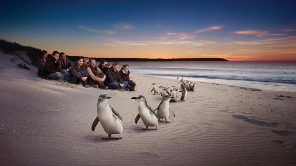 پنگوئن‌ها در جزیره فیلیپ