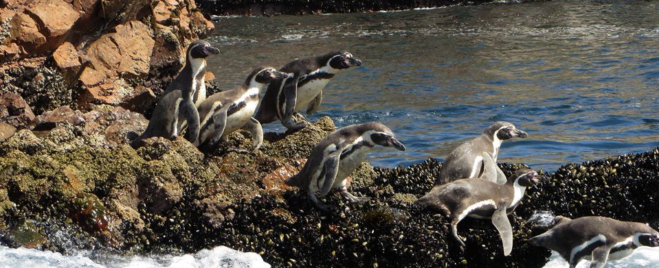 پنگوئن‌ها و جزایر بالستاس