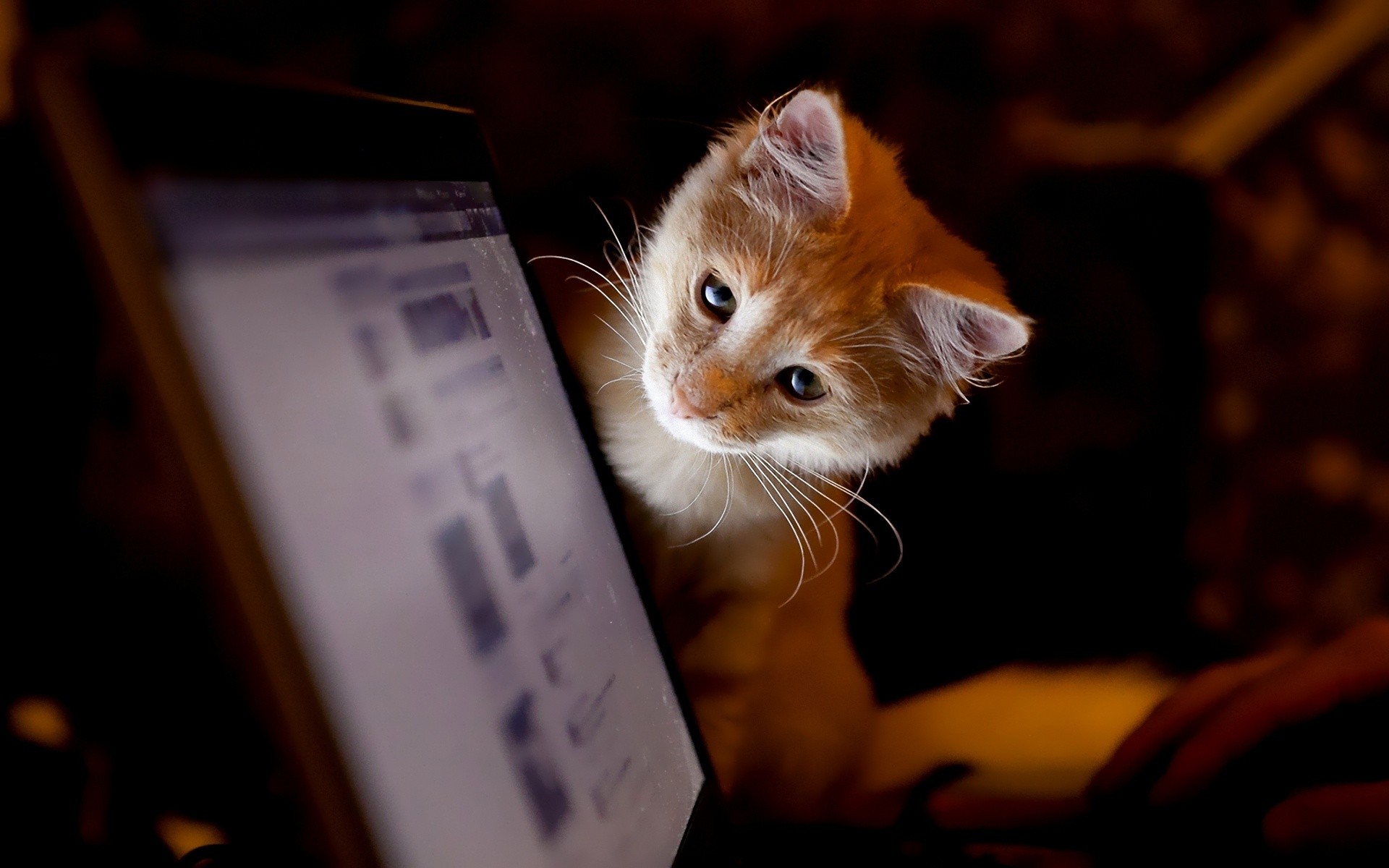 گربه و نگاه کردن به صفحه نمایشگر
