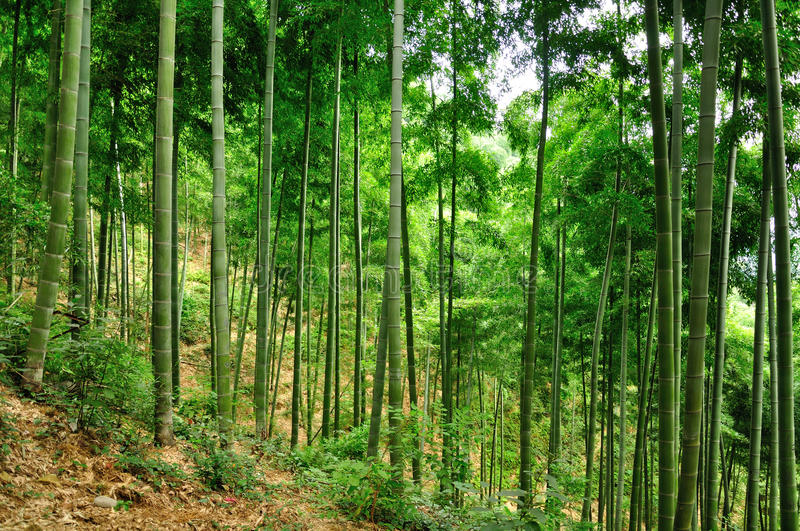 جنگل آنجی بامبو در شانگهای