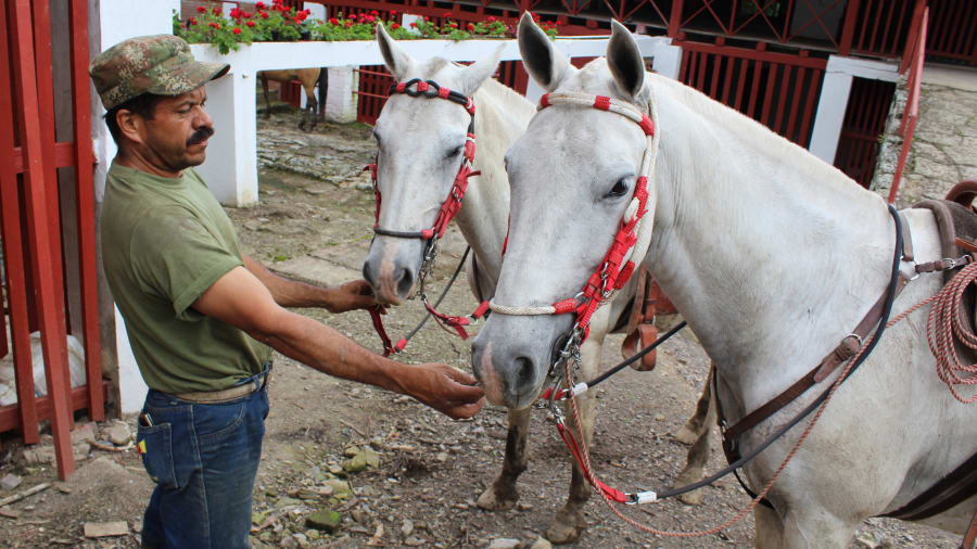 اسب سواری در کلمبیا