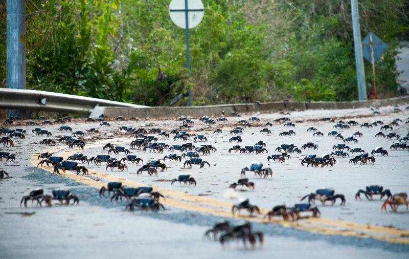 خرچنگ‌ها در کلمبیا