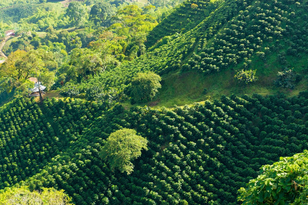 مزارع کشت قهوه کلمبیا