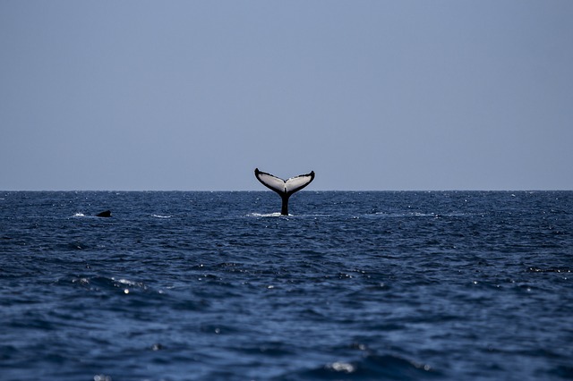 تماشای نهنگ در کلمبیا