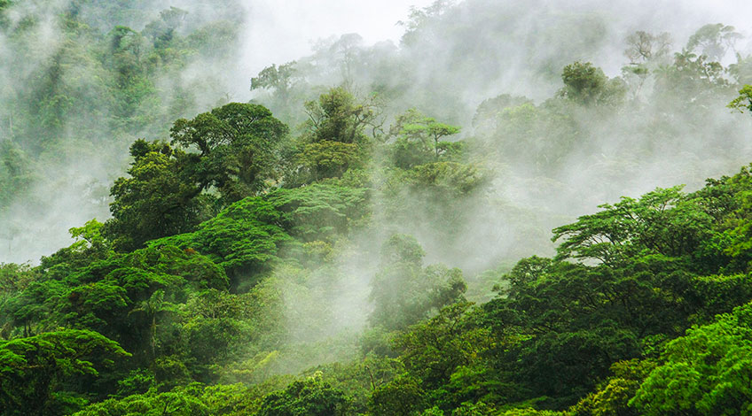 جنگل ابری Monteverde در کوستاریکا
