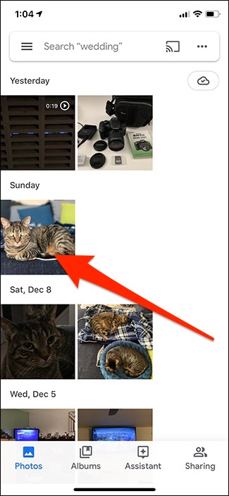 تصویر گربه و Google Lens