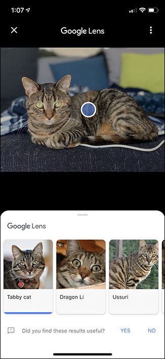 اطلاعات عکس گربه و Google Lens