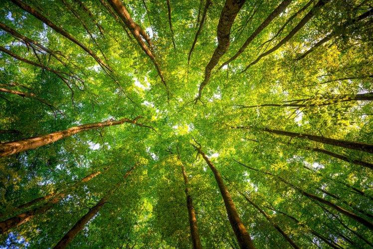 کاشت درخت برای حفظ محیط زیست